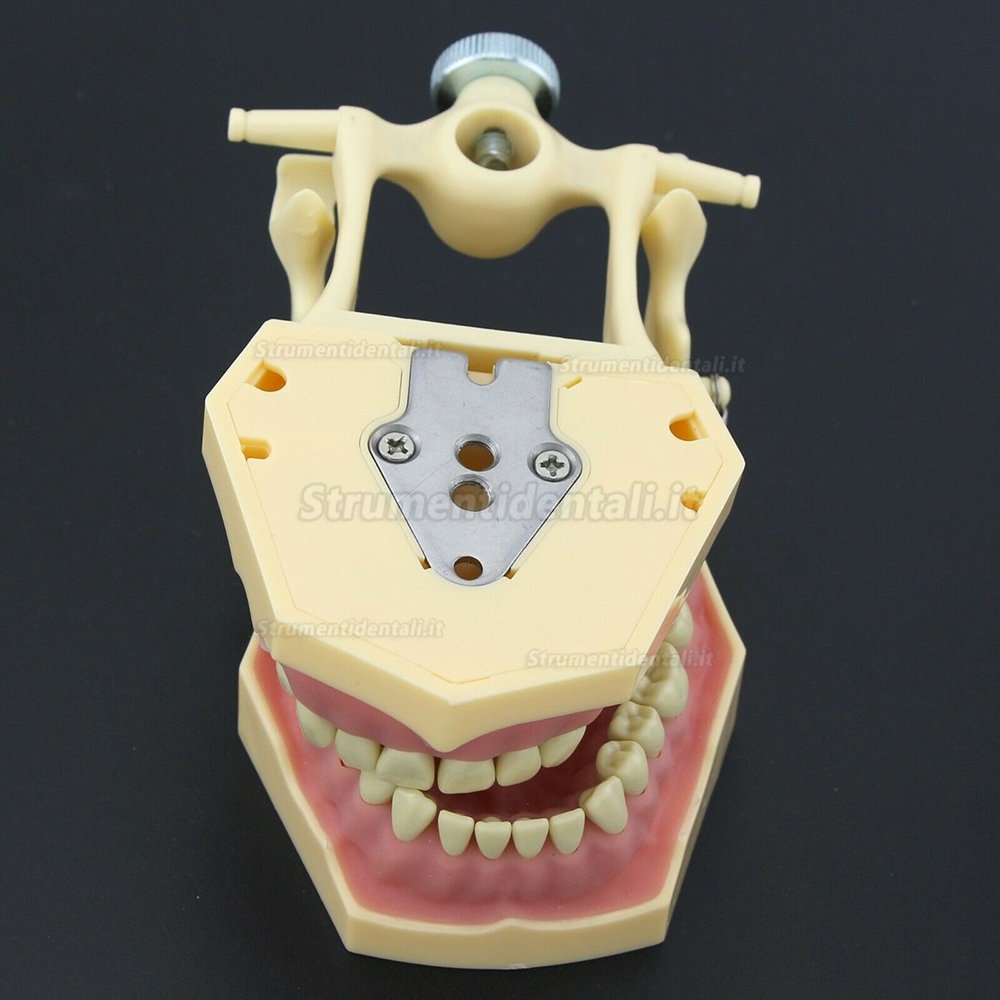 Dentale M8014-2 Typodont Restauro Modello Frasaco Ag3 Compatibile